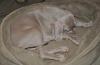 Ryder bed 2